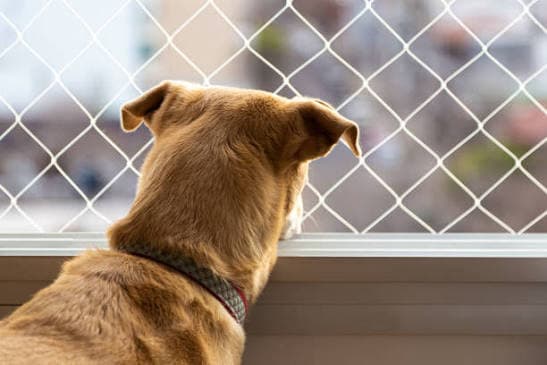 Professional pet safety nets installation photo 10 in Moosapet
