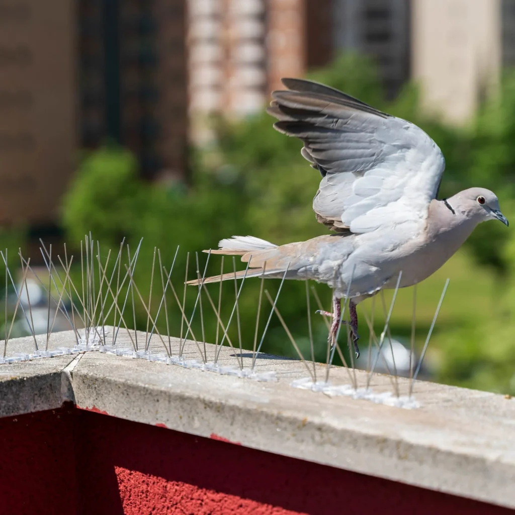 Bird Spikes for Independent Houses